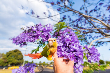 ウロコインコとジャカランダ