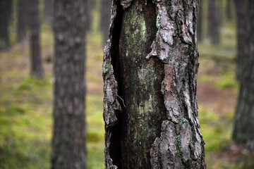 Obraz premium An injured tree bark one of the pines in a forest near Warsaw, Poland.