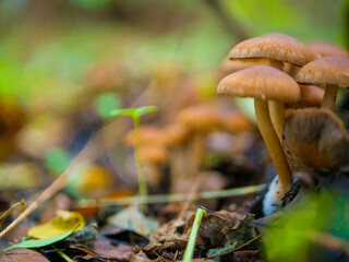 beautiful mushrooms in the forest