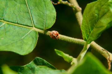 orange lady bug on the leaf stalk. green leaves surround it.