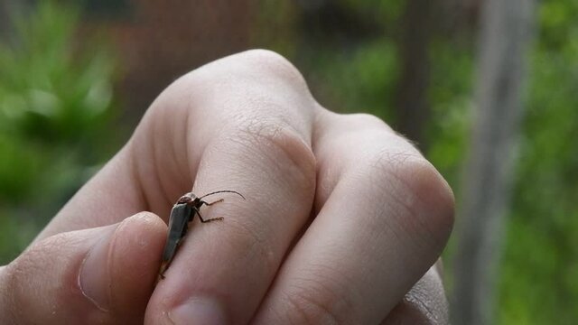 The soldier beetle takes off from a man hand. Soldier beetle (Cantharis livida) is a species of soldier beetle belonging to the genus Cantharis family Cantharidae. Close-up slow motion video.