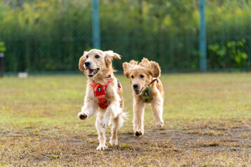 森林公園／ゴールデンレトニエル