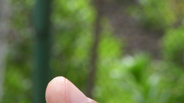 The soldier beetle takes off from a man hand. Soldier beetle (Cantharis livida) is a species of soldier beetle belonging to the genus Cantharis family Cantharidae. Close-up slow motion video.