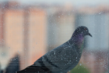 pigeon bird standing