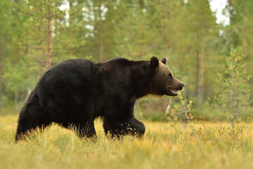 Obraz na płótnie Canvas European brown bear walking in the summer landscape
