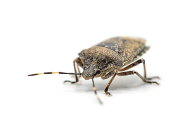 closeup of Heteroptera isolated on white