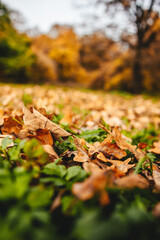 autumn nature foliage in the park © Екатерина Крупник