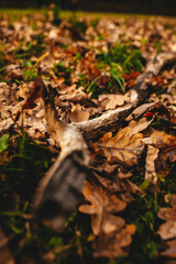 autumn nature foliage in the park