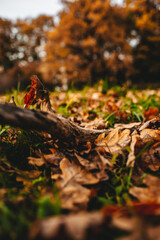 autumn nature foliage in the park