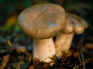 beautiful mushrooms in the forest