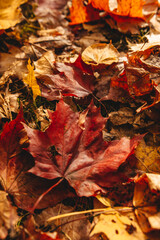 autumn nature foliage in the park