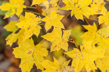 Autumn leaves background. Maple leaves on the tree