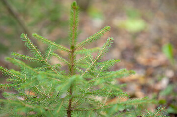 young tree in the forest