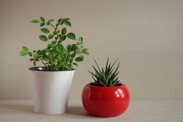 Home flowers in pots on a light background. Succulent haworthia in   red pot. Green home plants.	
