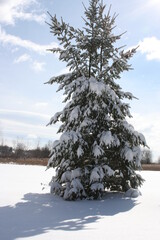 Single evergreen covered in snow with blue sky