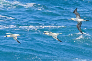 Fototapeta na wymiar Three Northern Gannets (Morus bassanus), two adults and an immature, in flight over the sea off Pendeen, Cornwall, England, UK.