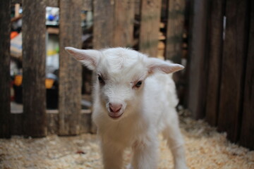 little white kid newborn baby goat on the farm