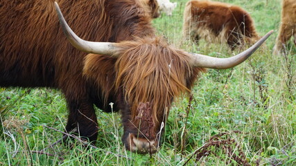 VACHE HIGHLAND