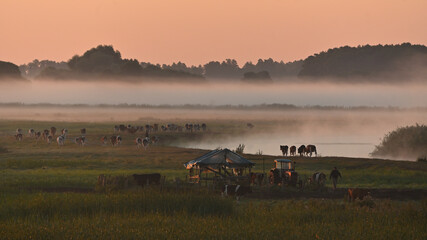 Fototapeta premium morning in the countryside