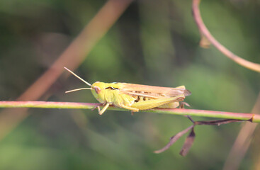 Nahaufnahme eines Grashüpfers versteckt an einer Pflanze