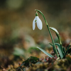 Snowdrops as a first spring flowers