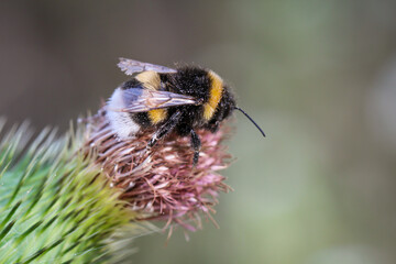 Eine Hummel sitzt auf einer Mariendistel und sammel Pollen.
