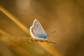 Ein Geißklee-Bläuling Plebejus argus auf einem Grashalm. Er gehört zu den Bläulingen.

