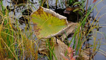 Wilted lotus leaves in autumn. Defocused blurred background for web design.