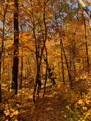 autumn in the forest