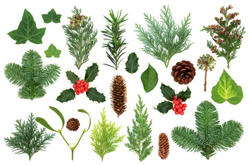 Winter greenery with natural flora & fauna of holly, ivy, mistletoe, cedar cypress, spruce fir, yew...