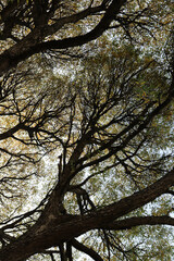crowns of tall graceful trees form picturesque patterns