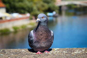 Portrait einer Taube, Columbidae. Tauben findet man überall auf der Welt.

