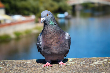 Portrait einer Taube, Columbidae. Tauben findet man überall auf der Welt.
