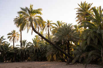 Lying palm tree surrounded by a palm orchard in the city of Elche, Alicante, Spain at sunset. World Heritage.