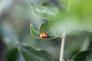 Nahaufnahme einer Marienkäferlarve oder auch Blattlauslöwe.
