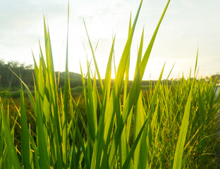 Amazing grass field landscape with spikes at sunset. The light of sunset over the field. Beautiful sky. Nature concept.