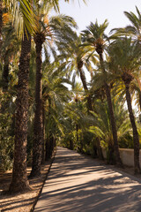 Empty asphalt road surrounded by many date palms at sunset in the city of Elche, Alicante, Spain. 