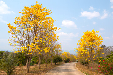 Fototapeta premium Beautiful Tabebuia chrysantha (Golden Tree, Golden Trumpet Tree, Yellow Pui) blossom blooming on tree