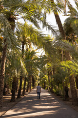 Obraz premium Young man walking in the distance surrounded by an orchard of palm trees in the city of Elche, Alicante, Spain at sunset. Palm tree path. World heritage. Vertical.