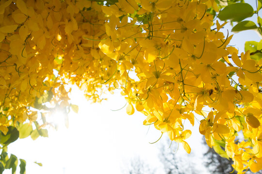 flowers of the Golden Shower Tree or the Golden Rain Tree (Cassia Fistula)