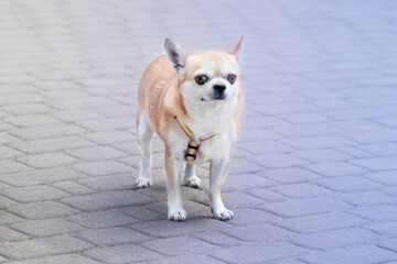 A little dog looking to forwards on the brick background