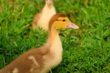 
little beautiful yellow duckling in green grass