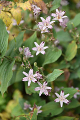 Tricyrtis formosana de Taiwan