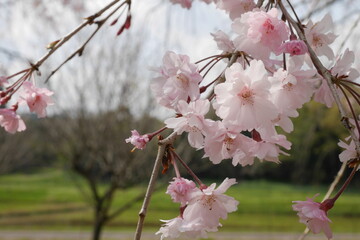 しだれ桜（アップ）