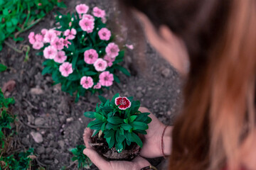 Portrait of woman planting a flowering plant
