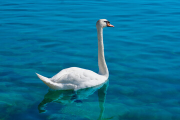 Beautiful Swan on a blue water