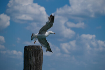 Seagull Flying off of Wooden Post.  Real time takeoff. Flying seagull. Sky and cloudy. Cloudy weather.
