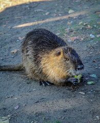 Nutrias, Bisams, Ondatra zibethicus am Flussufer.
