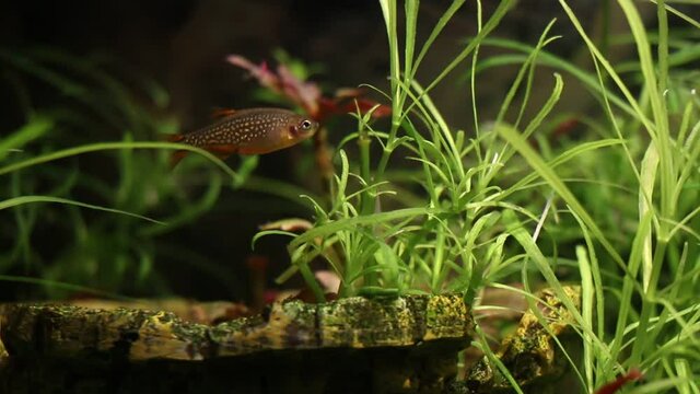 Pearl galaxy danio, Danio margaritatus swimming above artificial decoration, planted tank, detail