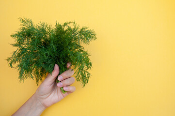 bunch of dill in the hand on a yellow background